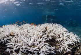 Almost 75% of Japan`s biggest coral reef has died from bleaching, says report 